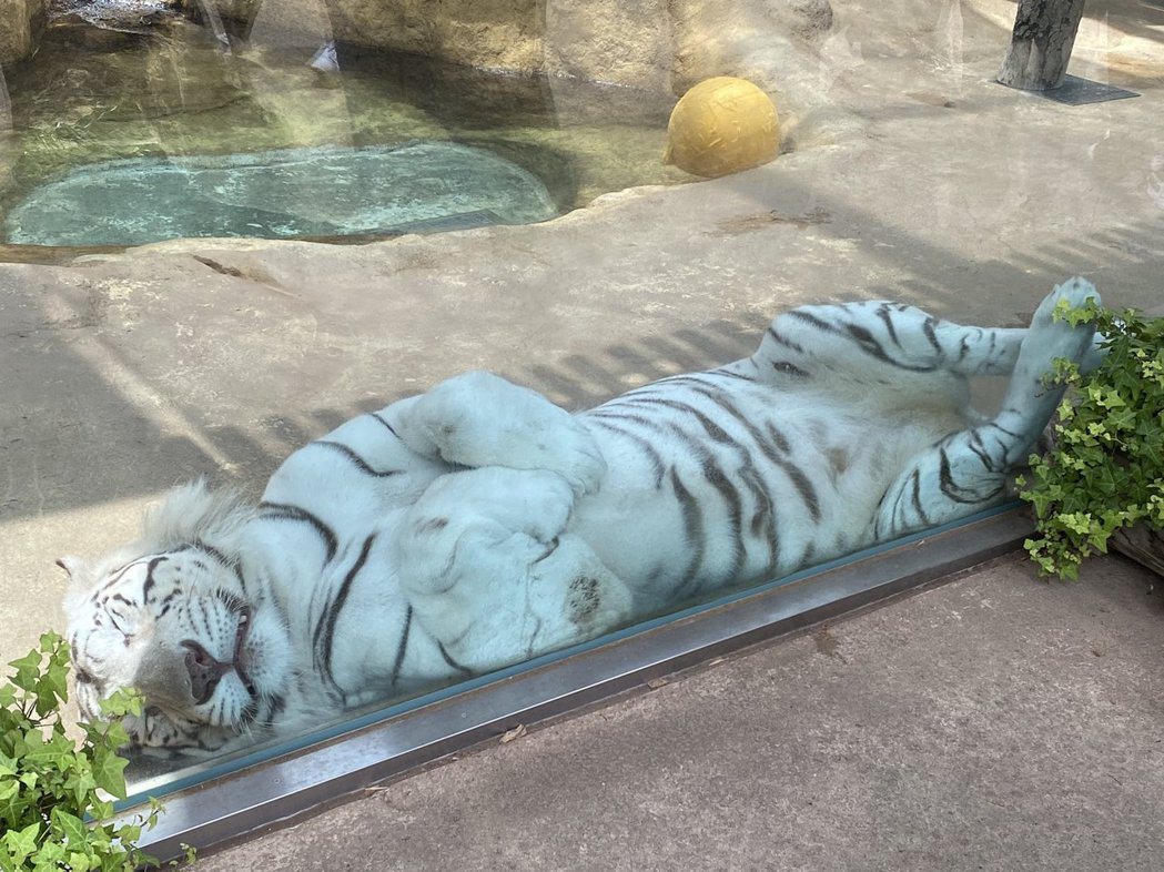 一隻白老虎為了避暑到展示區玻璃附近睡覺，躺下的模樣像隻貓咪。 (圖/取自推特)