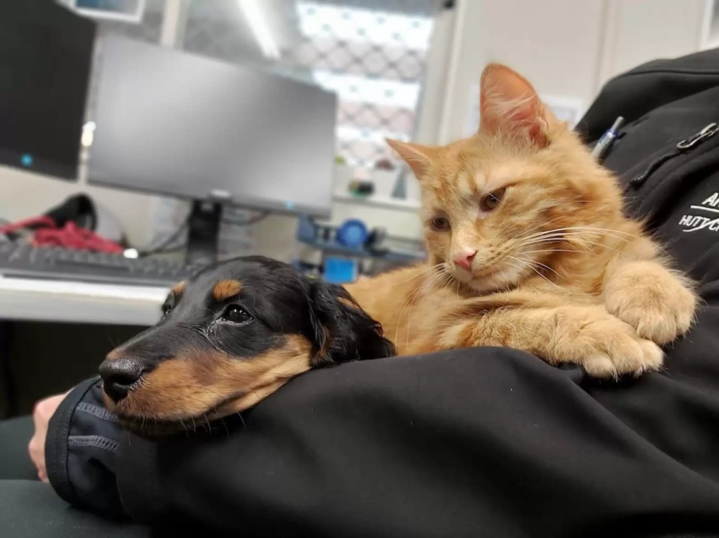 一隻橘貓成為狗狗收容所的「動物輔導員」，和狗狗關係相當融洽。 (圖/取自The Dodo)