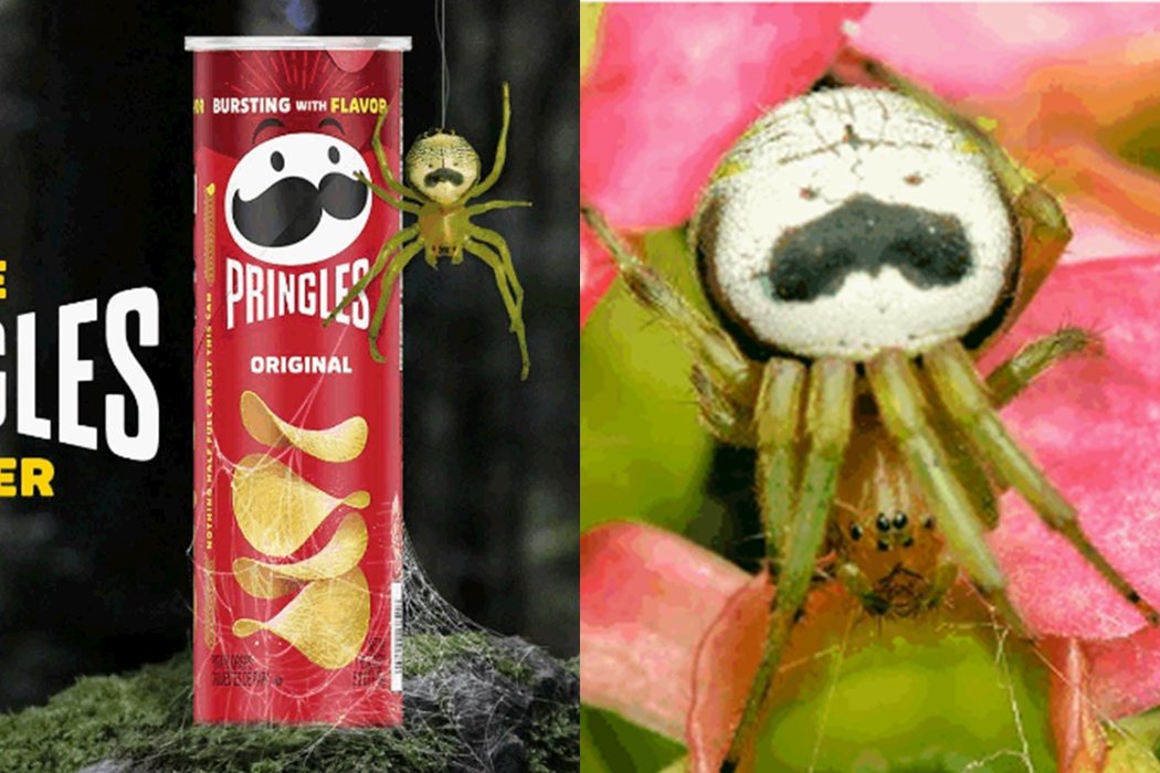 黑斑園蛛意外撞臉商標，品客希望將牠改名為「品客蜘蛛」。圖擷自品客官網