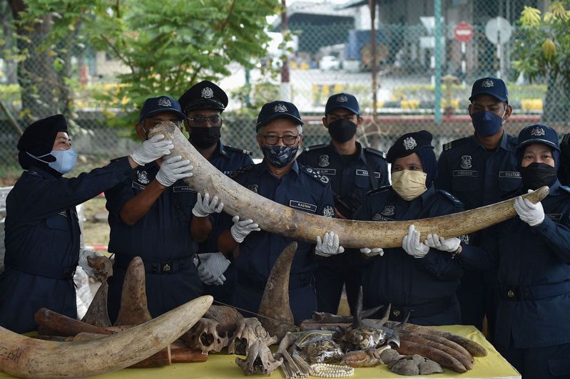 马来西亚当局查获大量的动物器官走私，包括象牙、犀牛角、穿山甲鳞片和虎骨等，价值约8000万令吉（约1790万美元）。法新社(photo:UDN)