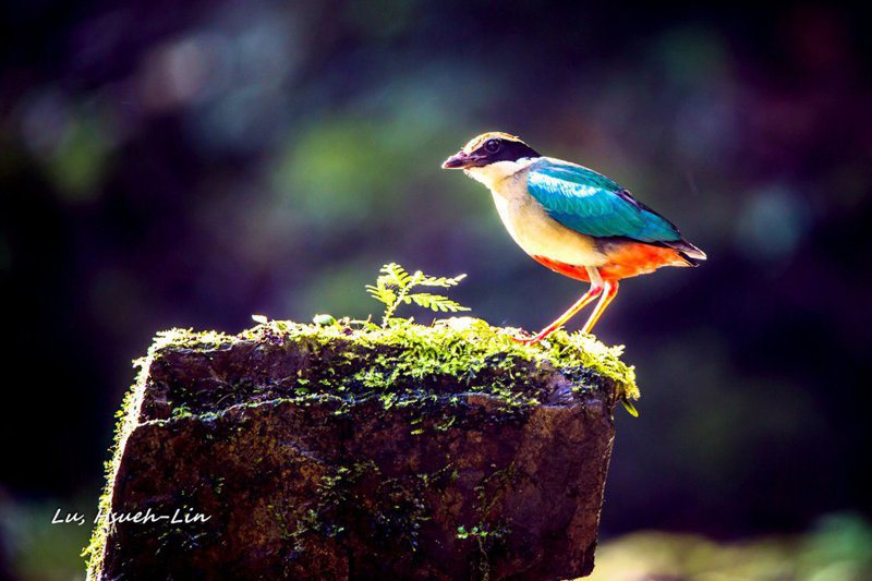 宜蘭三星鄉龍泉步道，晨光中的八色鳥，浪漫多彩。 圖／呂學麟提供