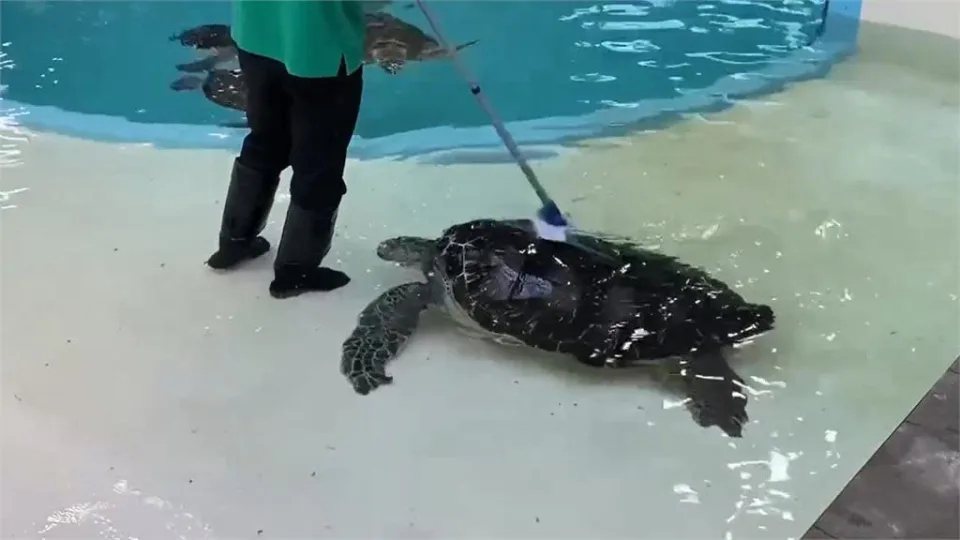 有隻海龜靠近清潔員「求抓癢」。（圖／翻攝自推特@umigamekouen）