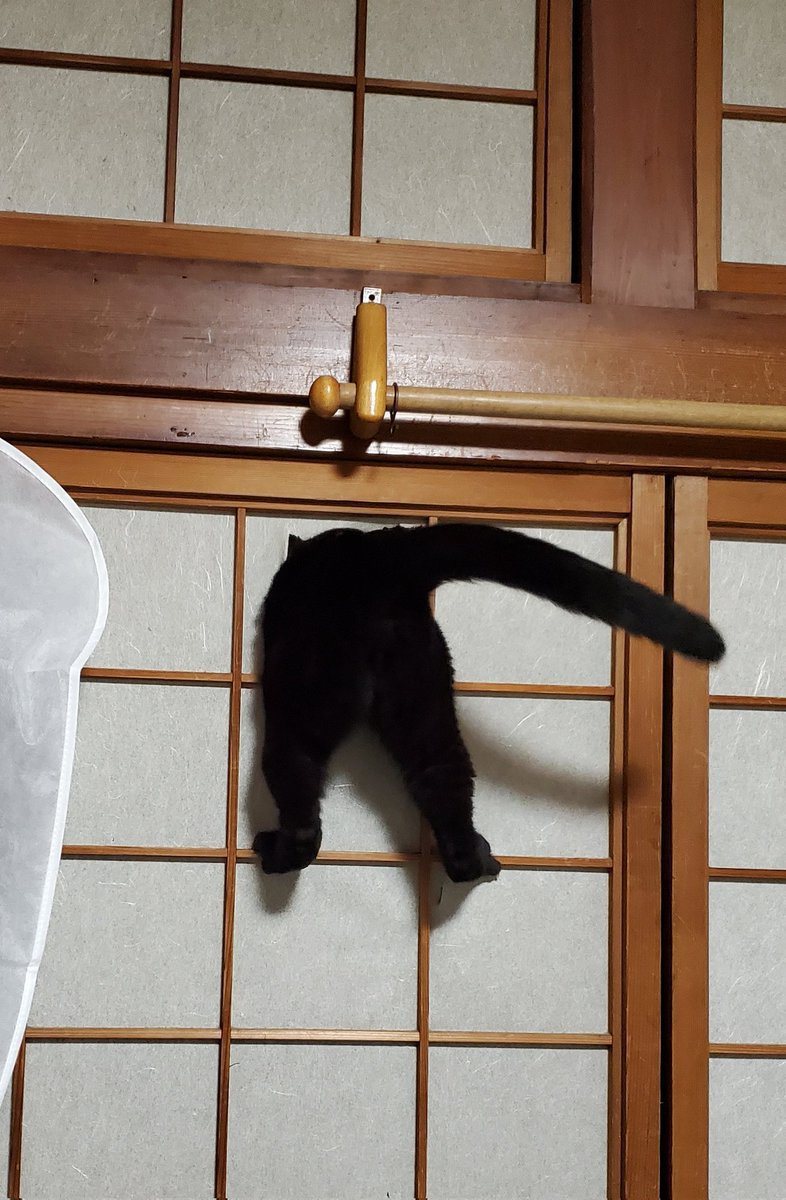 一隻黑貓玩太嗨，整隻貓卡在紙門上動彈不得，只露出尾巴、屁股跟兩隻後腳。 (圖/取自Togetter)