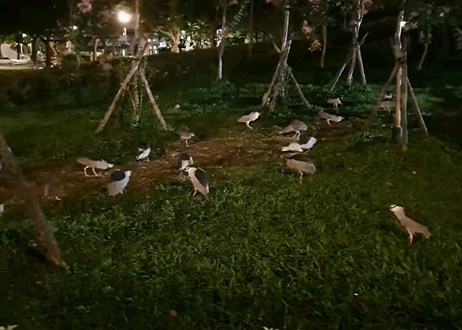 網友曬出一群夜鷺群聚的影片。 圖擷自不正常兩棲爬行動物貼圖區