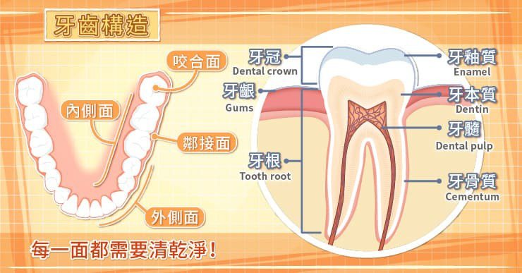 牙齒構造。 圖／照護線上
