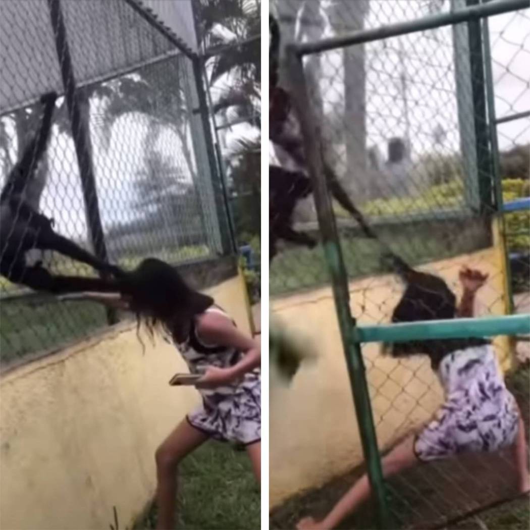 猴子拉扯女孩頭髮，讓她超驚恐。圖取自YouTube