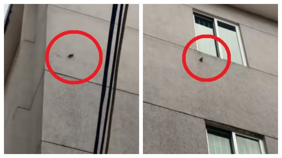 一隻巨鼠在大樓外牆上狂奔，想鑽進窗戶裡因為重心不穩慘摔。 (圖/取自影片)