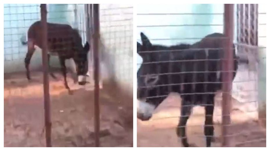 一名網友逛動物園時發現斑馬展示區居然出現「掉色斑馬」，結果發現根本就是驢子。 (圖/取自影片)