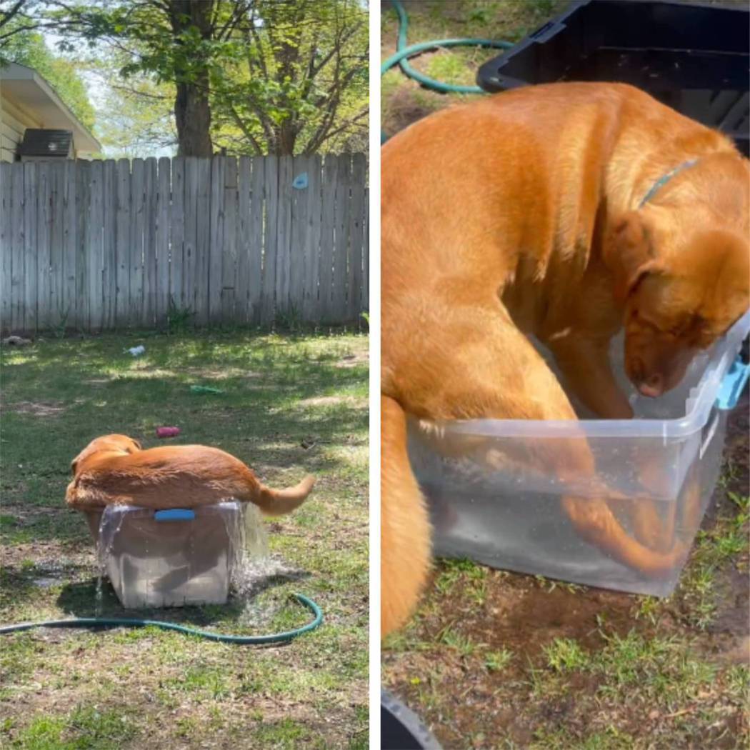 狗狗想把自己塞進箱子泡澡，但身體過大不太順利。圖取自微博
