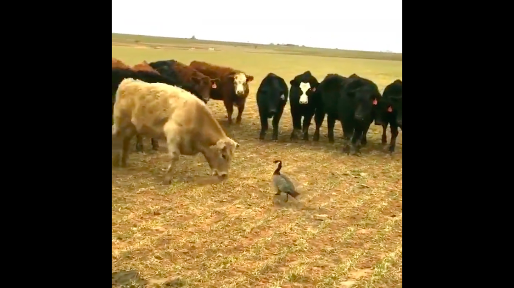 影片開頭一隻加拿大雁闖入牛群的地盤，後續畫面令網友們都看傻了眼。圖/
@Weird_AnimaIs