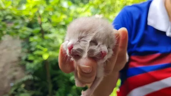 泰國近日誕生一隻雙面貓，在短短4天後去世。圖擷自thairath