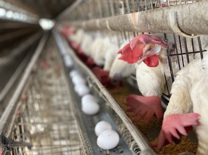 天氣熱，蛋雞喝水量多導致雞蛋含水量高。 記者簡慧珍／攝影