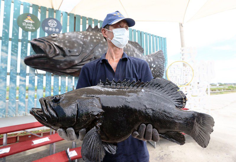 中國大陸對台下石斑魚禁令，9月開學後，規劃學校午餐吃石斑魚。本報資料照片。