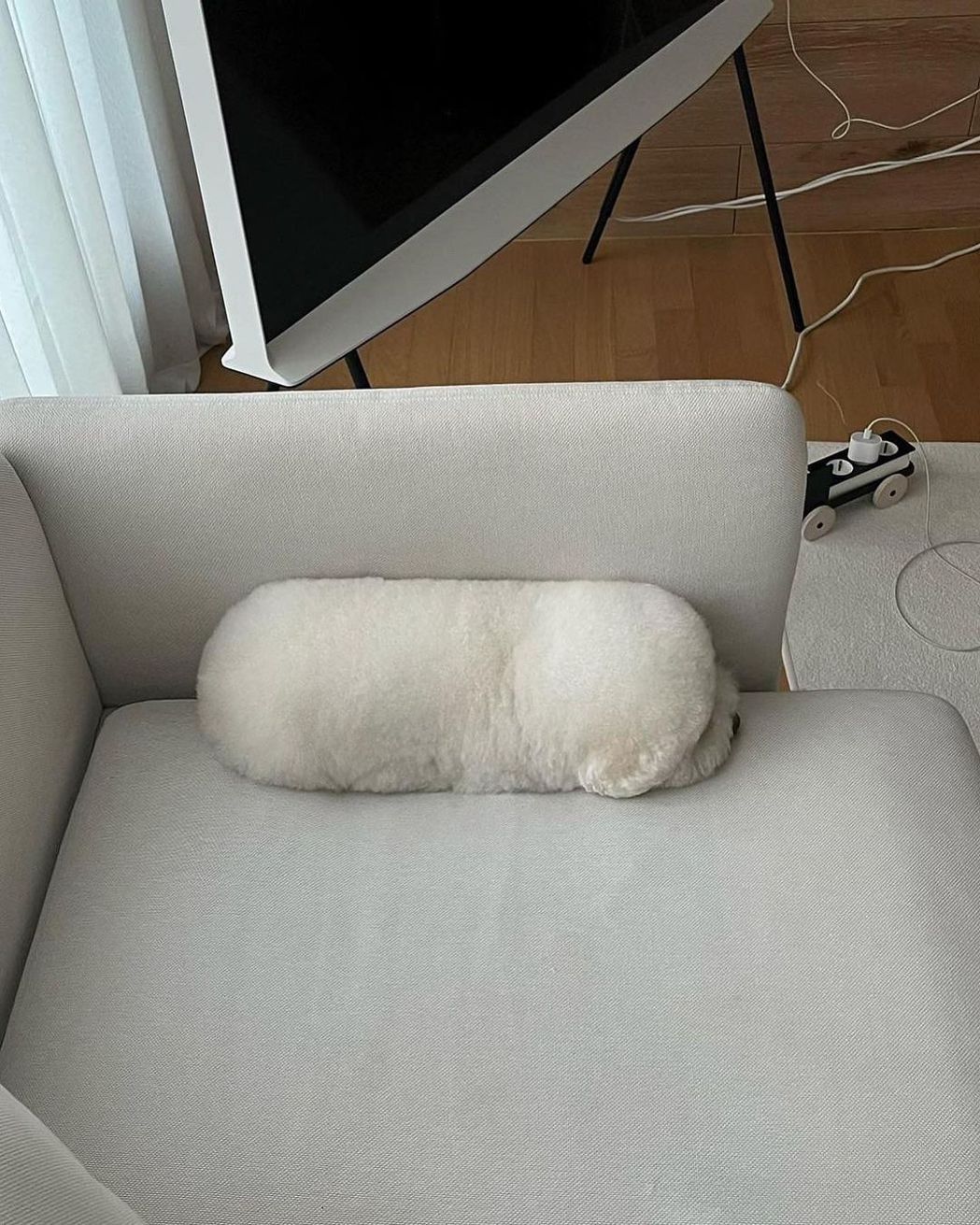比熊犬Momo躺沙發上根本長的就像一顆長條形韓式年糕。 (圖/取自IG「hoot...
