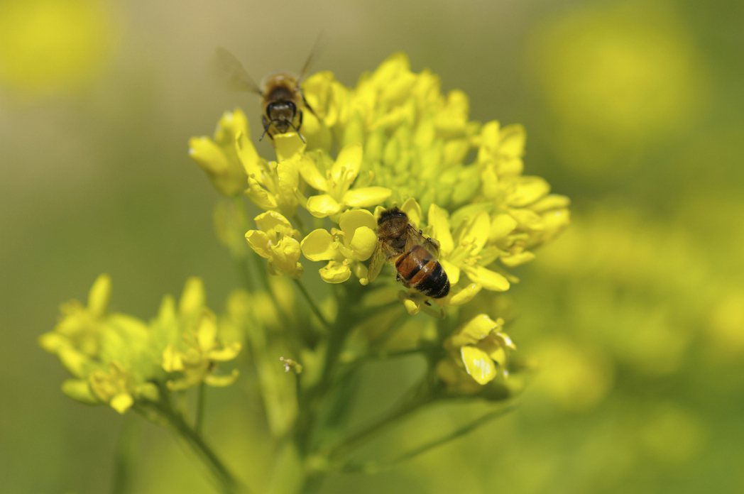 極端氣候導致雄性蜜蜂熱死。圖為蜜蜂示意圖，非當事蜜蜂。 (圖/Ingimage)