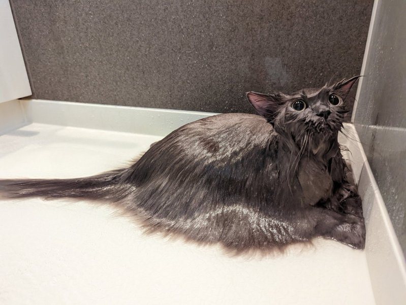浴室中驚現長毛海怪...原來是一隻貓。 (圖/取自推特)