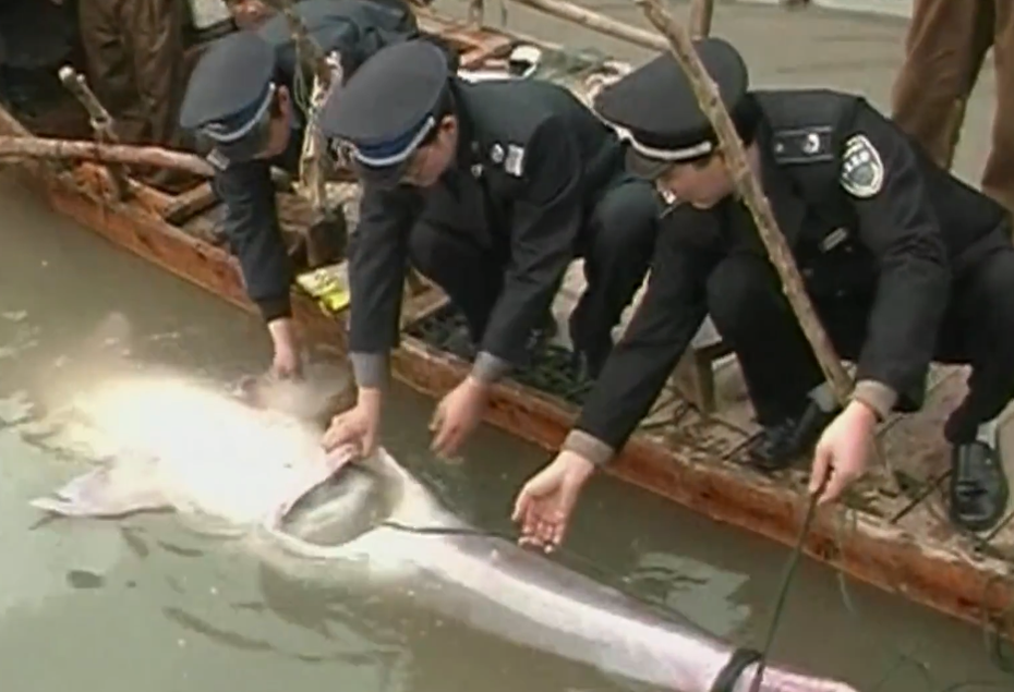 2003年1月24日宜賓涪溪口的漁民誤捕到一隻近200公斤重的雌白鱘。圖取自梨視頻