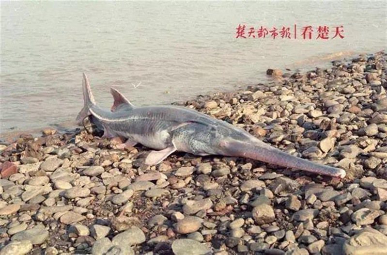 中國水產科學研究院首席科學家危起偉1990年代在宜昌江邊拍到的受傷長江白鱘。（取自《極目新聞》）
