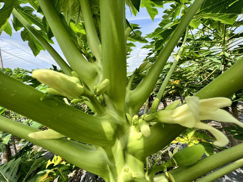 連日高溫導致木瓜畸形花大增，恐影響產量，圖左為畸形花苞，右為正常花。記者陳雅玲／攝影