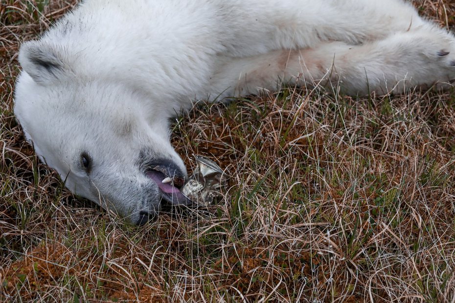 俄羅斯地處偏遠的北極圈定居點迪克森日前出現一隻北極熊，牠的舌頭被煉乳罐頭夾住、正慢慢地餓死。牠跑到家門口祈求幫助的影像在網路瘋傳，主管機關隨即組織一隊獸醫師，從首都莫斯科兼程趕去進行救援。路透