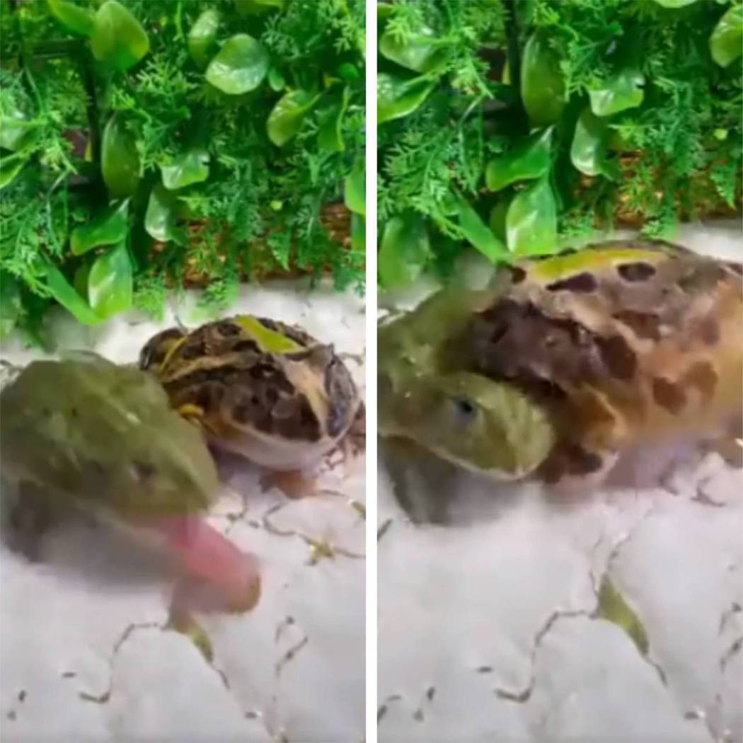 角蛙沒搶到食物怒咬同伴。圖取自推特
