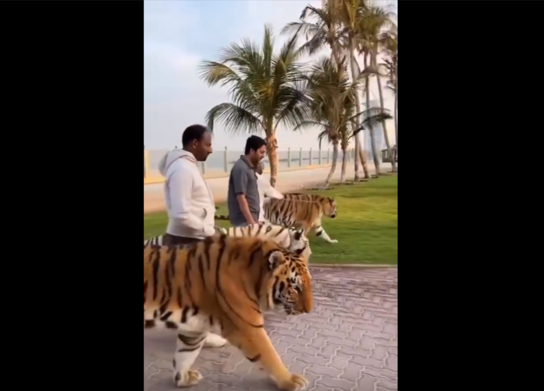 杜拜富豪養老虎帶出來遛。圖取自微博