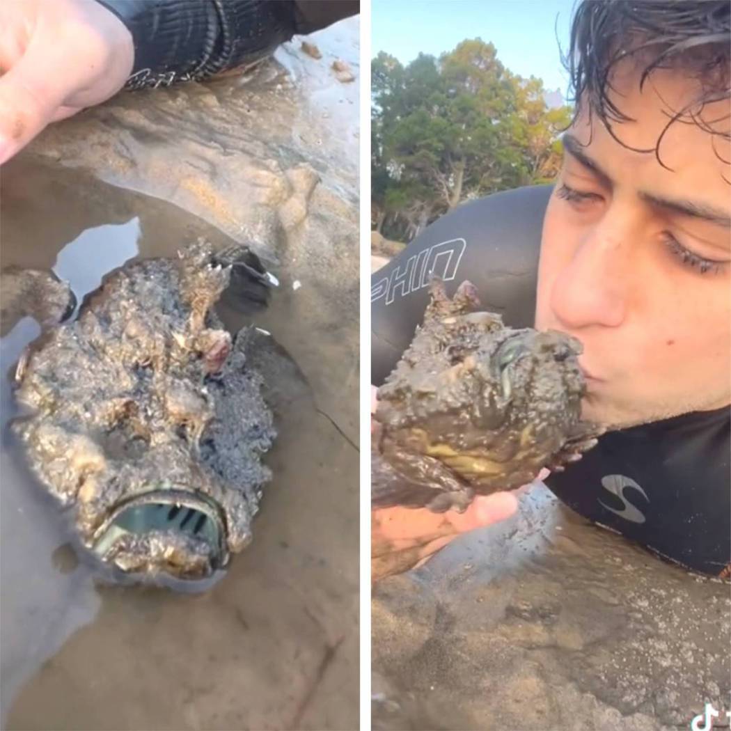 澳洲男子把有劇毒的石頭魚捧起來親吻。圖取自抖音