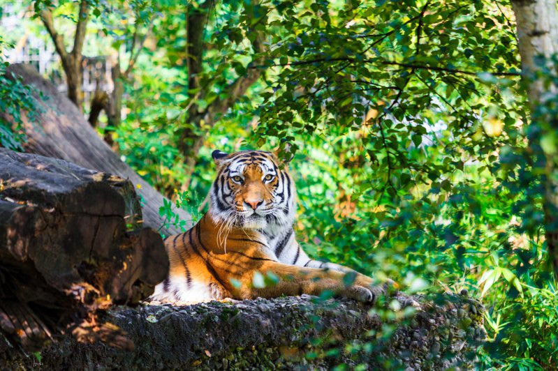 據保育組織調查，野外老虎的數量近年來逐漸回升。 示意圖／ingimage
