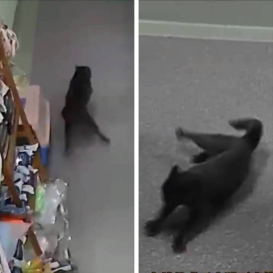 黑貓被鞭炮嚇到在室內到處逃竄。圖取自微博