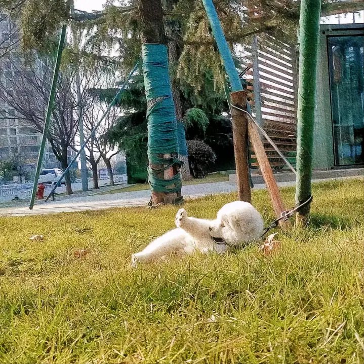 一隻狗狗躺在草地上消暑，太陽刺眼到連狗狗都受不了，抬起前腳遮住陽光。 (圖/取自微博)