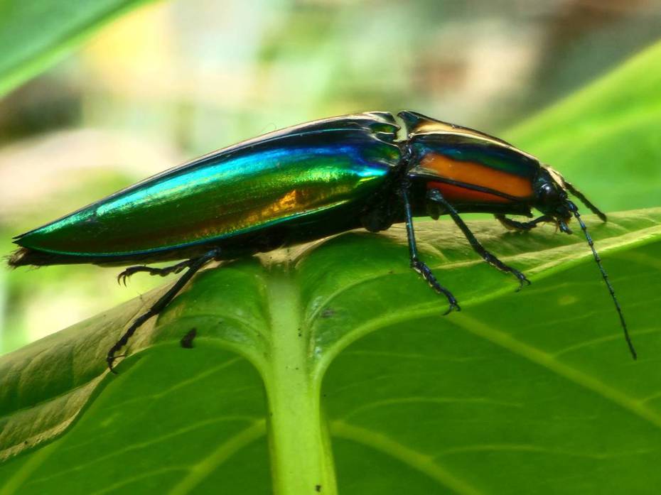 保育類虹彩叩頭蟲在武陵農場出現，顏色亮麗。圖／武陵農場提供
