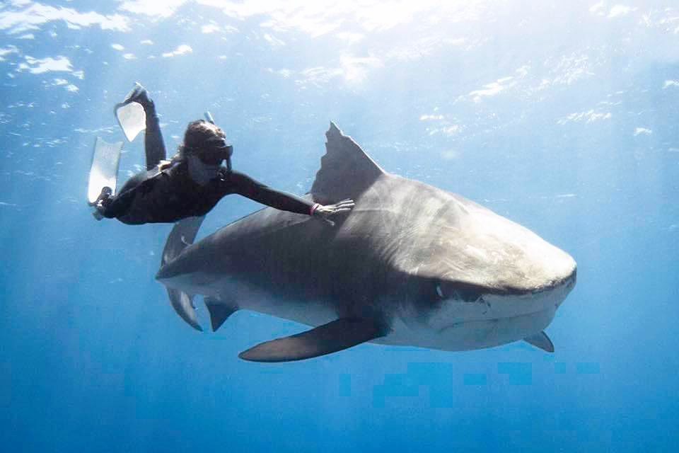 海洋學家發現鯊魚因為氣候暖化的關係越變越大隻，還學會合作狩獵殺死鯨魚。 (圖/取自IG「kokocuvier」)