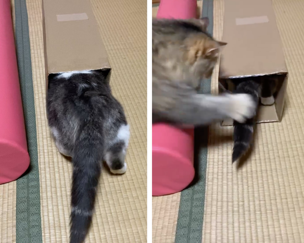 日本一名飼主家中的貓咪趁同伴鑽進紙箱時偷襲了對方。圖/KOHAKU_CHACHA