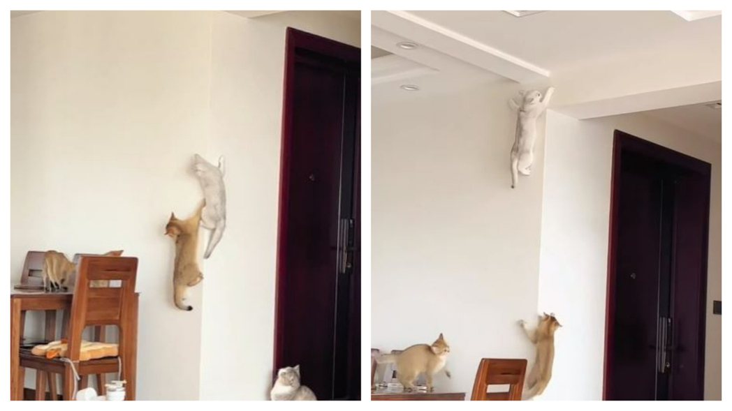 網友家裡養了一窩奶貓都很喜歡爬牆壁，其中一隻都爬到天花板了還不想下來。 (圖/取自影片)