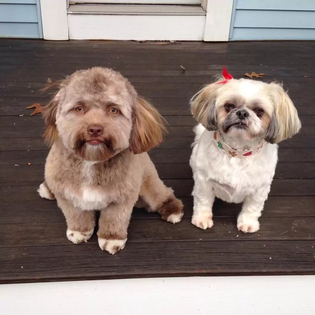 左邊的小狗「約吉」長著一張人臉，還撞臉電影魔戒男星西恩艾斯汀。 (圖/取自推特)