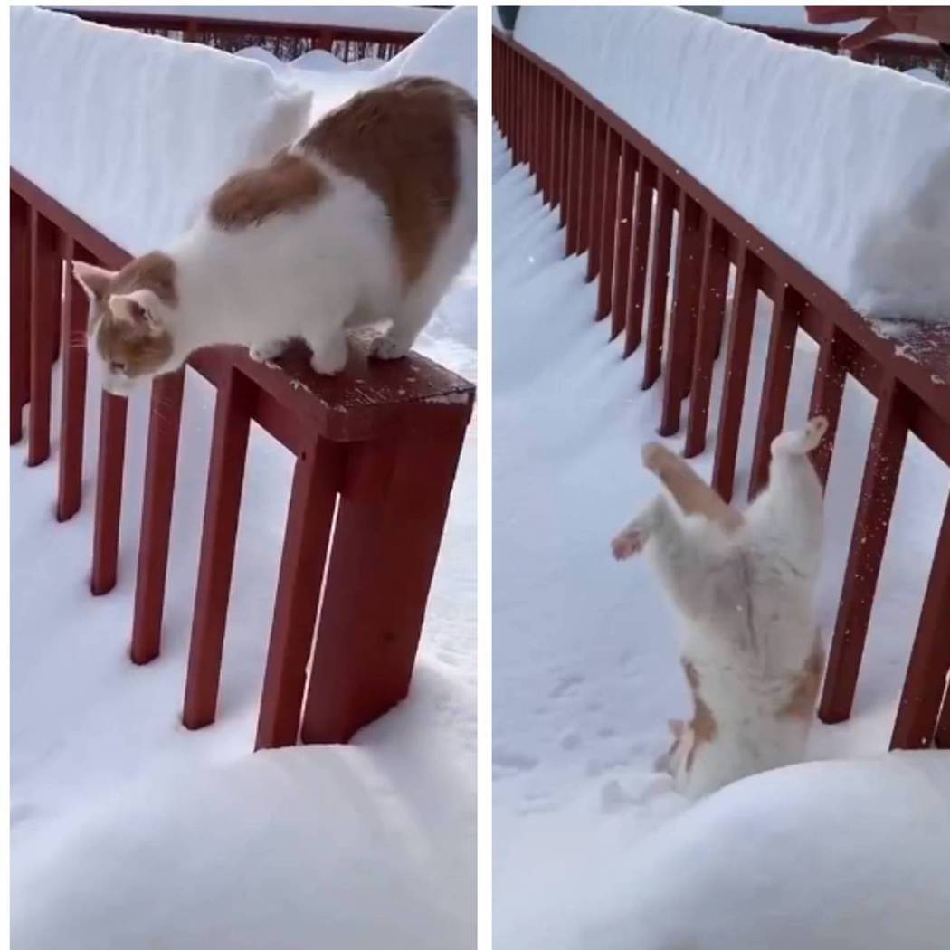 貓咪摔進超深的積雪無法自拔。圖取自臉書