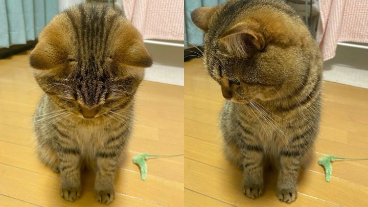貓咪「橡果」使出可愛低頭殺。（圖／翻攝自推特@donguri_manchi）