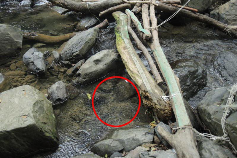 新北市樓姓老翁在2015年間失蹤，2016年底，張姓撿骨師在新北市雲森瀑布一處溪旁，發現一塊骨頭，經DNA比對是樓翁。圖／翻攝相片
