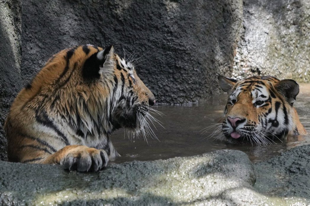 兩隻老虎在泳池中泡水消暑，其中一隻瞬間變成家貓，爽到瞇眼吐舌頭。 (圖/取自推特)