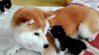柴犬身體裝貓媽媽靈魂「每次散步必撿到浪喵」 4年半救了14隻奶貓全收編