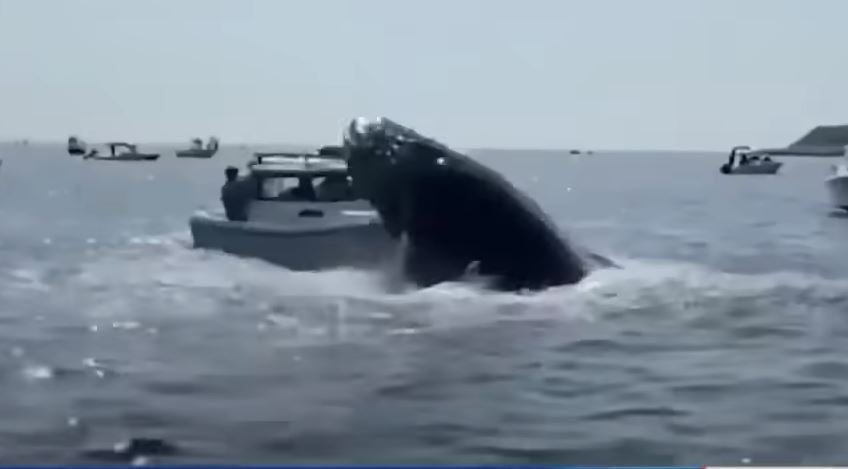 一隻巨大座頭鯨突然從水中跳起打上漁船。 (圖/取自影片)