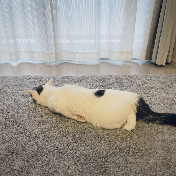 飼主經常在社群上分享愛貓Fuku「奇形怪狀」的樣子。圖@fukuneko_47