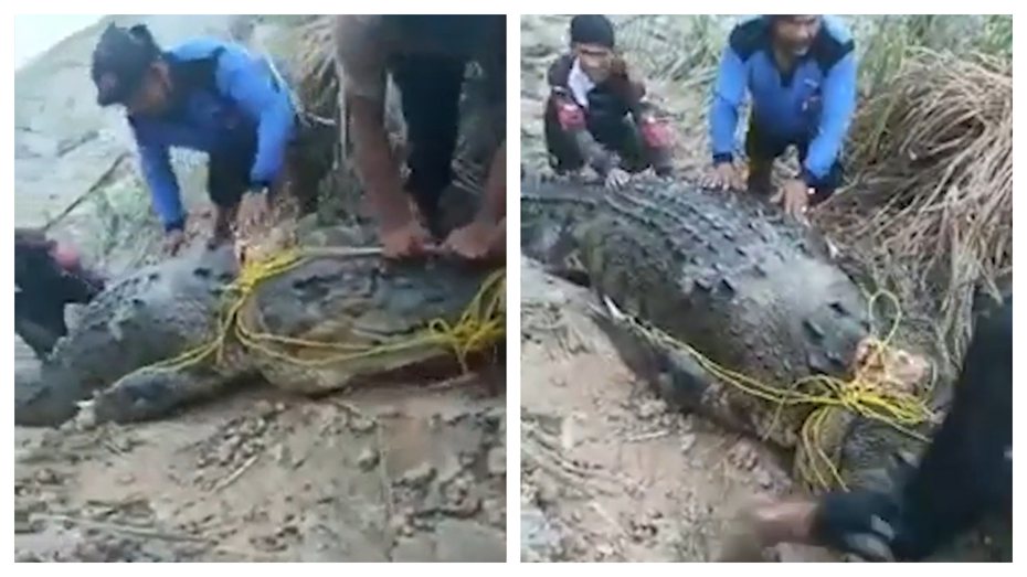 一名男子慘遭八米長巨鱷吞噬，最後找到只剩碎塊。 (圖/取自影片)