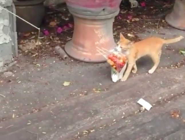 國外有網友分享一隻小橘貓叼著一大袋燒烤晃回家的樣子。圖/@hell_boy9998