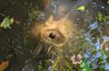 以為死了卻會動…植物園水池驚見「無殼中空巨龜」 網驚：千萬別碰
