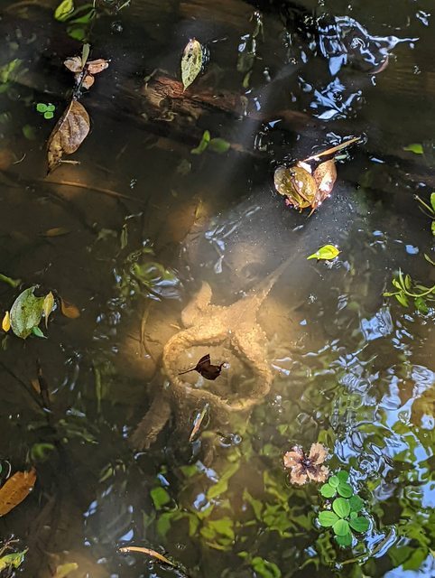 網友在台北植物園發現一隻「無殼龜」，其實是反甲現象造成的錯覺。圖擷自PTT