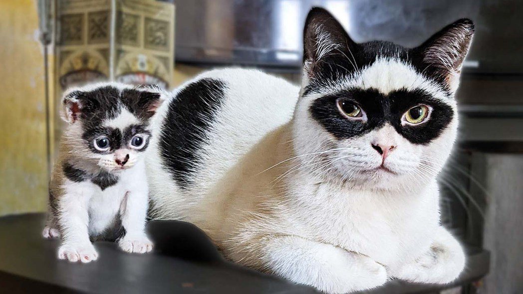 一隻「眼罩貓」爸爸跟自己兒子一樣都有同款眼罩。 (圖/取自影片)