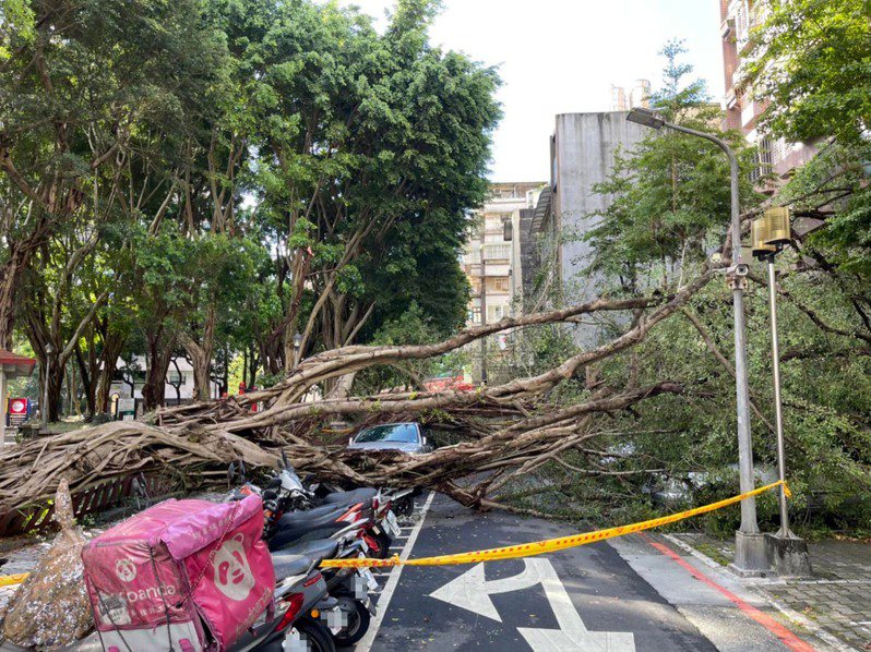 台北市大安區新龍公園30日凌晨有2棵大樹倒塌。 中央社／公園處提供