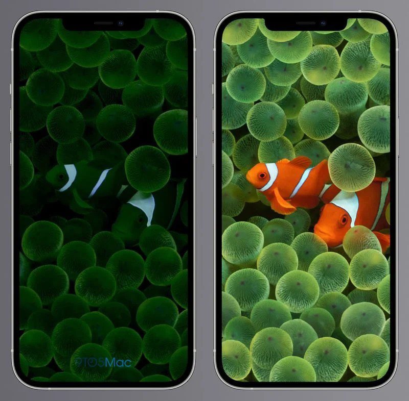 The foreign media showed that if the iPhone screen is turned off, the original clownfish picture (right) will be darkened and faded (left), and then click the screen or press the power button, it will return to the original brightness.  (reproduced from macrumors)