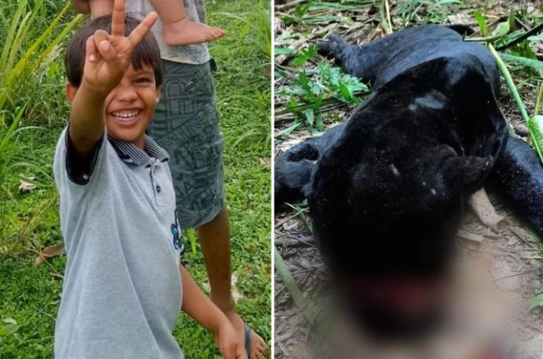 被黑豹咬死的男童（左）以及疑似兇手黑豹的屍體（右）。圖取自太陽報